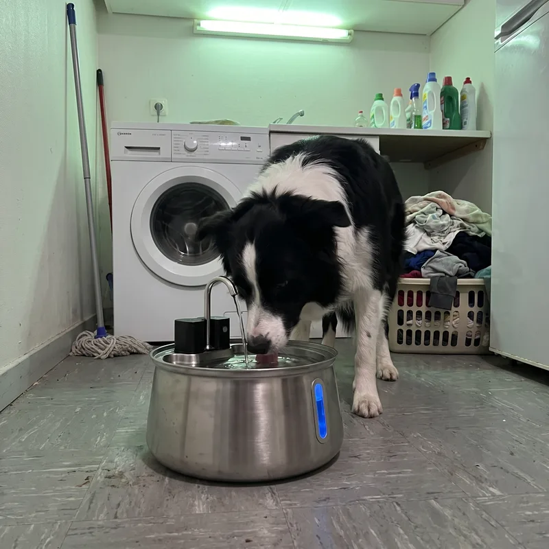 Le chien de Corinne V buvant à sa fontaine Zevlo