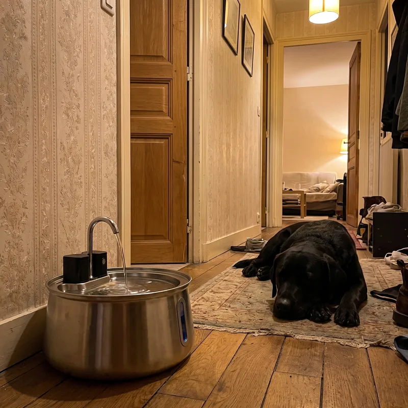 Le chien de Fabien D buvant à sa fontaine Zevlo