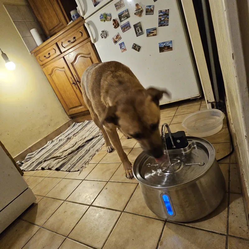 Le chien de Ghislaine R buvant à sa fontaine Zevlo