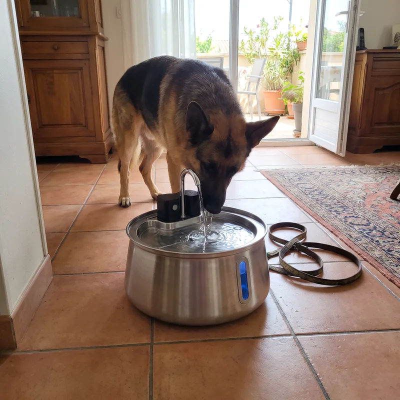 Le chien de Hervé C buvant à sa fontaine Zevlo