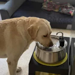 Le Labrador de Julien L. buvant à sa fontaine Zevlo